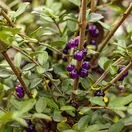 Lonicera Pileata 8