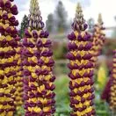 Lupinus West Country Manhattan Lights 1