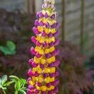 Lupinus West Country Manhattan Lights 2