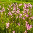 Lychnis flos-cuculi 1