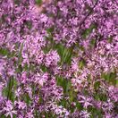 Lychnis flos-cuculi 2