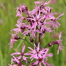 Lychnis flos-cuculi 3