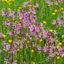 Lychnis flos-cuculi 5