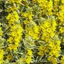 Lysimachia Alexander 1