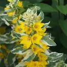 Lysimachia Alexander 2