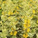 Lysimachia Alexander 4