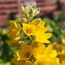 Lysimachia Alexander 5