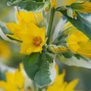 Lysimachia Alexander 6