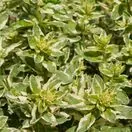 Lysimachia Alexander 7