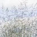 Molinia Karl Foerster 1