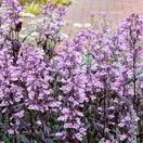 Penstemon Dark Towers 2