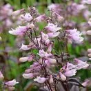 Penstemon Dark Towers 3