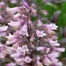 Penstemon Dark Towers 4