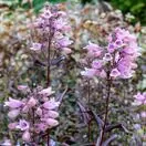 Penstemon Dark Towers 5