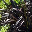 Phormium Platts Black 1