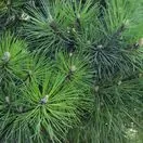 Pinus Mugo Gnom 1
