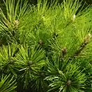 Pinus Mugo Gnom 2