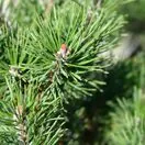 Pinus Mugo Gnom 3