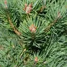 Pinus Mugo Gnom 4