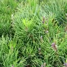 Pinus mugo Pumilio 1