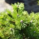 Pinus mugo Pumilio 3