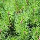 Pinus mugo Pumilio 4
