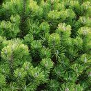 Pinus mugo Pumilio 5