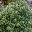 Pittosporum Golf Ball 1
