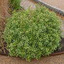 Pittosporum Golf Ball 2