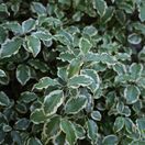 Pittosporum Silver Queen 1