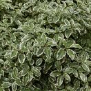 Pittosporum Silver Queen 2