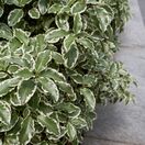 Pittosporum Silver Queen 3