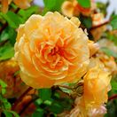 Rosa Amber Queen 1