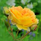 Rosa Amber Queen 2