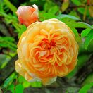 Rosa Amber Queen 3