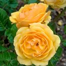 Rosa Amber Queen 4
