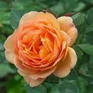Rosa Lady of Shalott 1