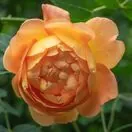 Rosa Lady of Shalott 3