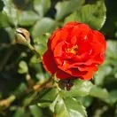 Rosa Lili Marlene 1