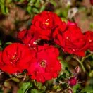 Rosa Lili Marlene 2