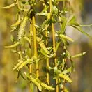 Salix Chrysocoma 2
