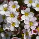 Saxifraga Appleblossom Pixie 1