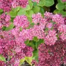 Sedum Brilliant 1