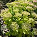 Sedum Brilliant 2