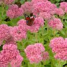 Sedum Brilliant 3