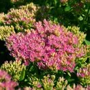 Sedum Brilliant 4
