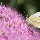 Sedum Brilliant 6