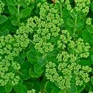 Sedum Brilliant 8