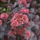 Sedum Purple Emperor 1