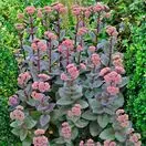 Sedum Purple Emperor 2